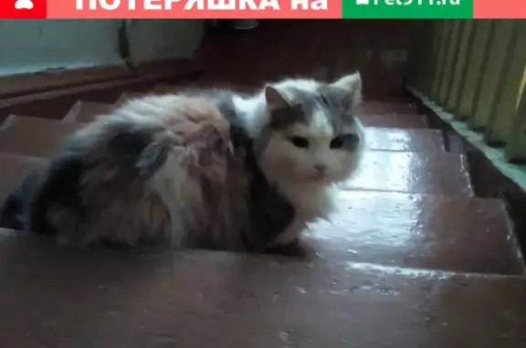 Найдена пушистая трехцветная кошка в Самаре