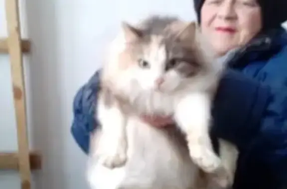 Найдена кошка на Хохрякова 11а в Тобольске
