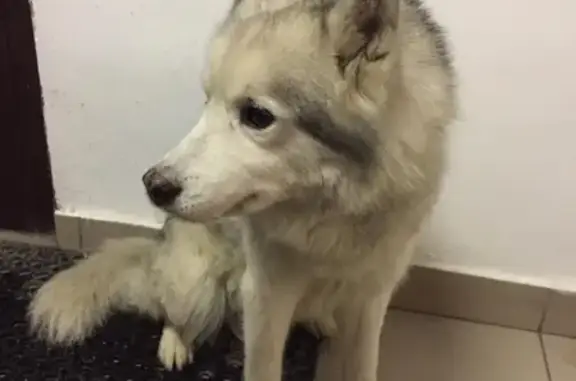 Найдена собака в Москве, Чертаново Северное
