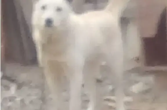 Пропала собака Кей в Трусовском районе, Астрахань