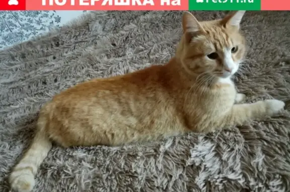 Найден крупный и ласковый кот в Н. Челнах, 52 кс-е