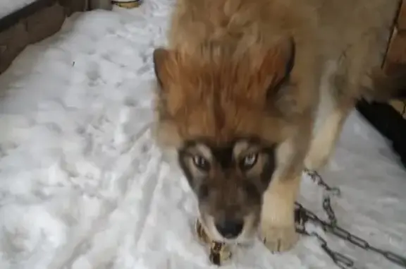 Найдена собака в Красносельском р-не СПб