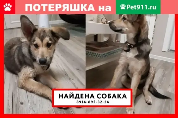 Найдена собака в Иркутске, возраст 4-6 мес., ошейник и карабин к поводку
