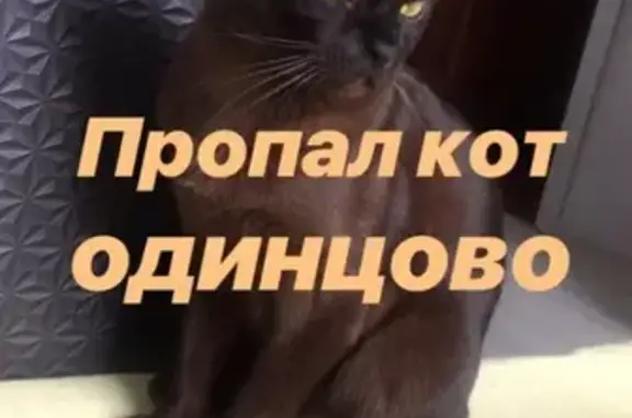 Пропала кошка на Ново-Спортивной, Одинцово