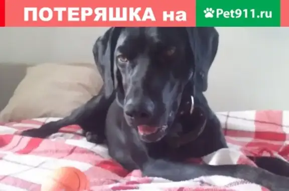 Найден черный пес на ул. Твардовского, Балашиха