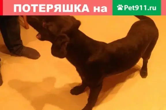 Собака найдена в Семхозе, Сергиев Посад, Московская обл.