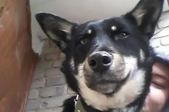 Пропала черная собака в Зыряновске, Казахстан
