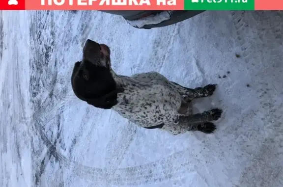 Найдена собака в деревне Торбеево, Московская область