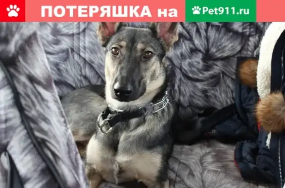 Пропала собака Лейла в районе Алма-Атинской/Металлургов, Самара
