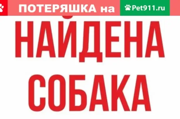 Найден щенок в Ставрополе, 6-7 мес, чёрный с белой грудкой
