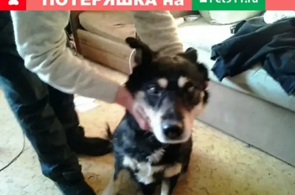 Найдена слепая собака в Железнодорожном, МО, мкр. Павлино
