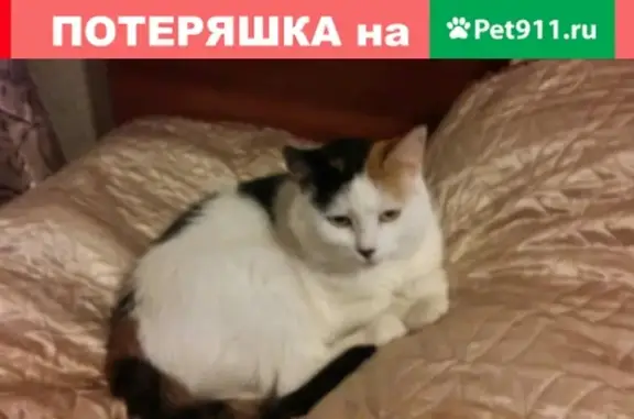 Пропала кошка в Рыбинске, район 9 Мая и пр. Серова.