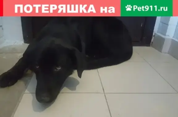Найдена собака в Колпино, СПб