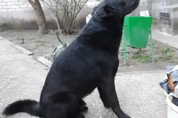 Найдена собака в Керчи, ищем хозяина