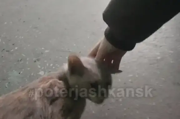 Найдена кошка на Лесосечной в Нижней Ельцовке