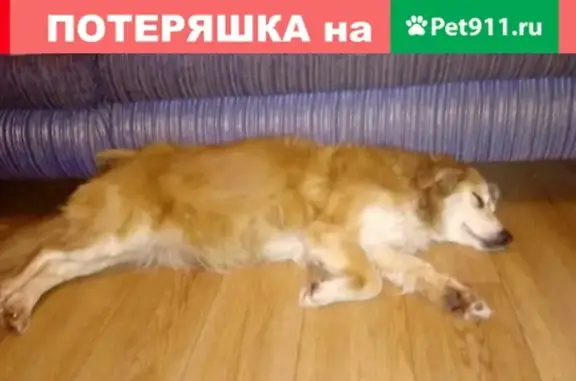 Пропала собака на авторазборе на Санфирова в Самаре