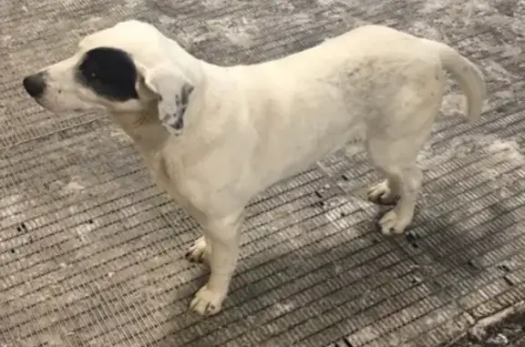 Найден пес в СПб, м.пр Ветеранов, окрас похож на далматинца