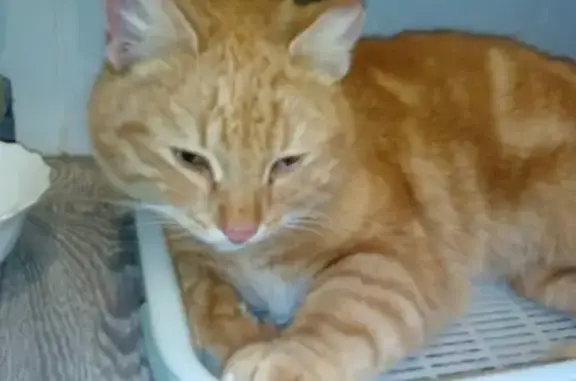 Найдена рыжая кошка в Макарье