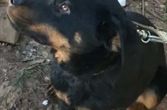 Пропала собака Лора в районе Спецшколы, Очёр.
