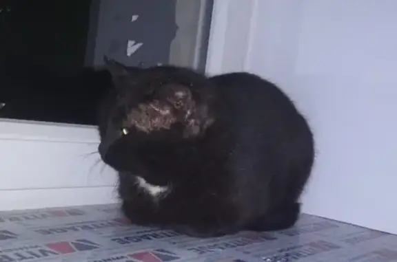 Найден черный кот с белым пятном в Балашихе, мкр Дзержинского, 9й дом.