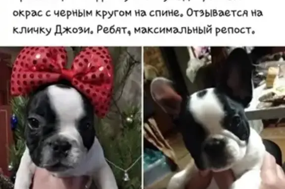Пропала собака в Ростове, помогите найти щенка Джози!