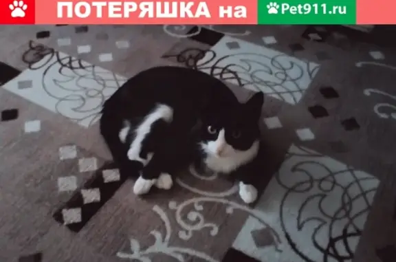 Кошки потеряшки, Яя, фото: Потеряшка кот Тимоша в поселке Яя, Кемеровская область