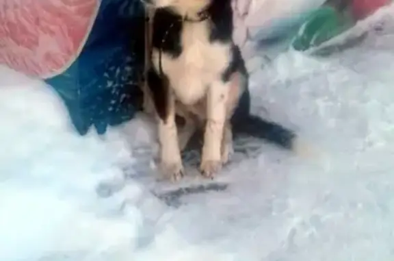 Найдена собачка на Молодежной 6 в Новокуйбышевске - SOS!