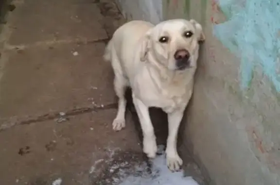Пропала собака Лайма на улице Привольская