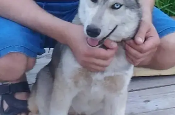Пропала собака Найда в районе СМУ-10, Ноябрьск
