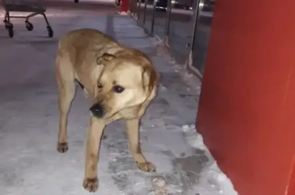 Потерян пёс возле мегастроя в Набережных Челнах