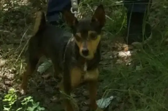 Пропала собака Джек в Сухомесово, Челябинск - помогите!