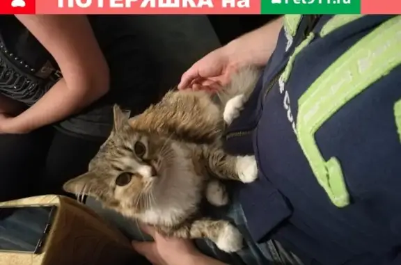 Пропала кошка на Чкалова 82 в Дивногорске