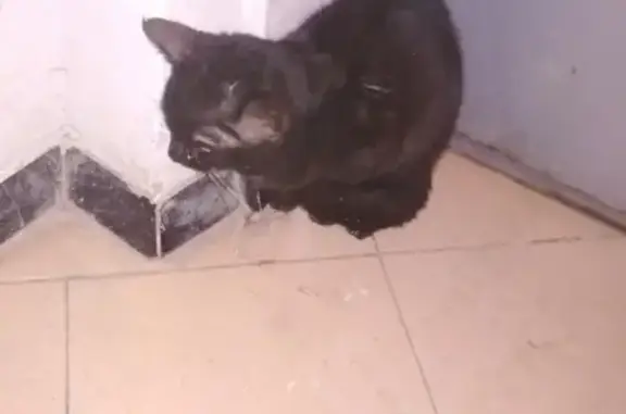 Кошка найдена в Воронеже на ул. 45-й Стрелковой Дивизии (41 символ)