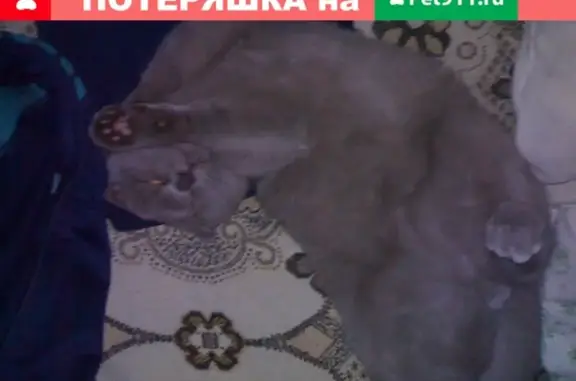 Пропала кошка на улице Садовая, Королёв, Московская область