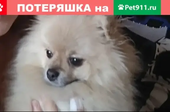 Пропала собака Джессика на ул. Криворучко, 86 (Нем. шпиц, сука, светло-палевый окрас)