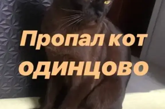 Пропала кошка на Ново-Спортивной ул. в Одинцово
