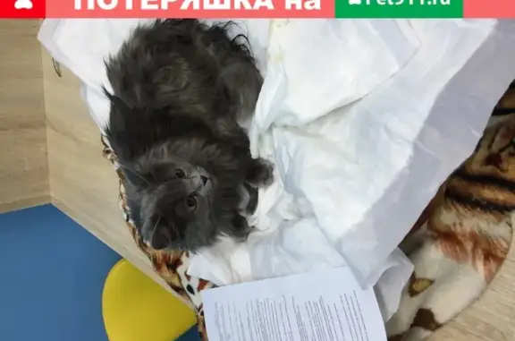Найдена кошка на Ленинградской, 8
