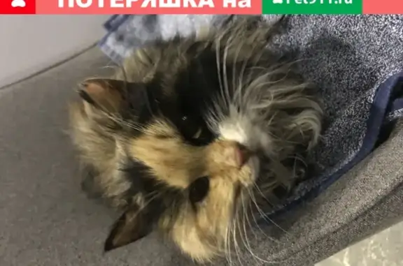 Найдена кошка в Туле на улице Костычева