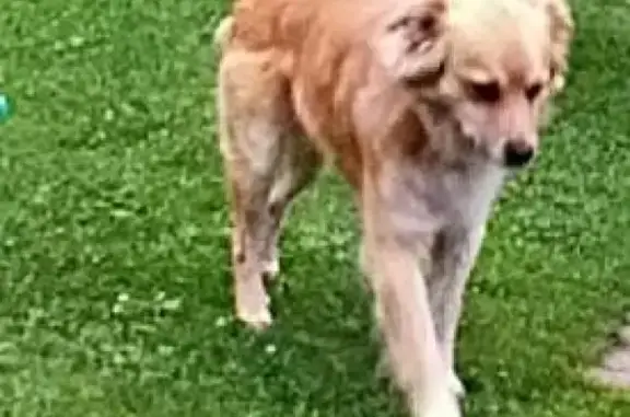 Пропала собака Тимка в Дер. Ерусалимка, Псковский район