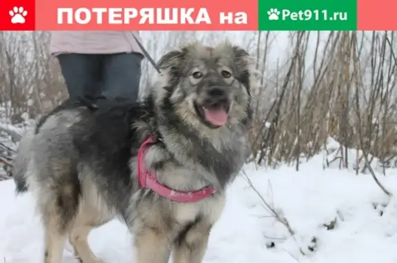 Пропала собака на ул. Лермонтова, Шелти, стерилизована.