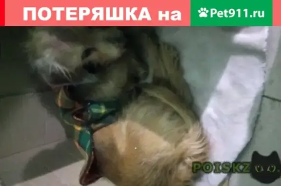 Найдена добрая собака в Москве!