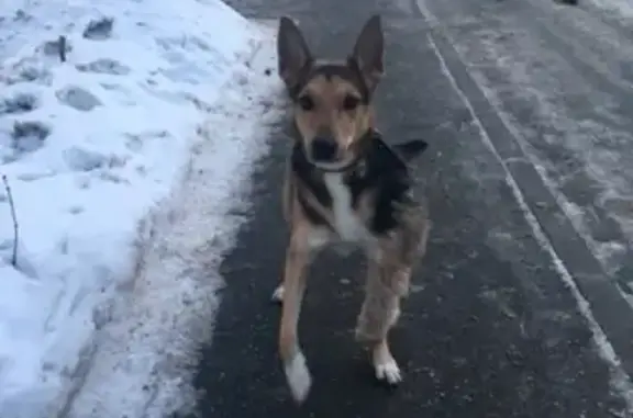 Найдена собака на ул. Широкая, Москва