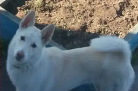 Потерянные животные Сургут, фото: Пропала собака 