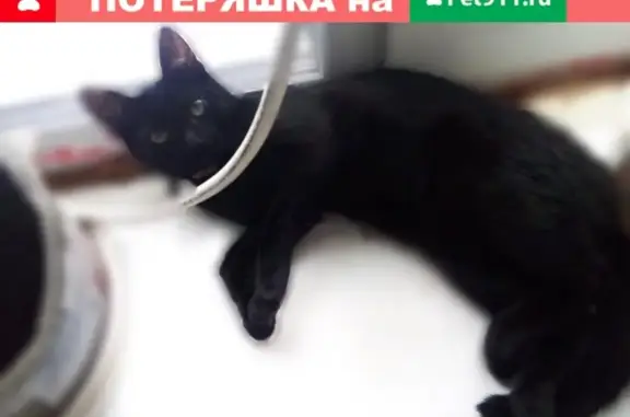 Пропала кошка в Кондрово, ул. Стефанова, 33.