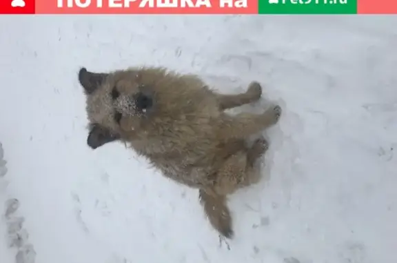 Собака найдена в Москве, возможно прихрамывает