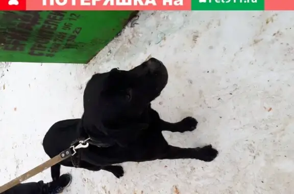 Собака на ул. Космонавтов, Кострома, Россия