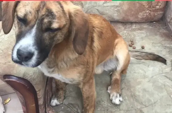 Найден щенок в Краснодаре на ул. Душистой