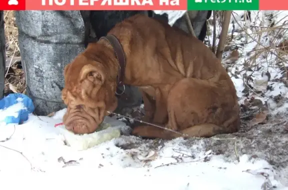 Собака шарпей найдена в районе больницы в Брянске.