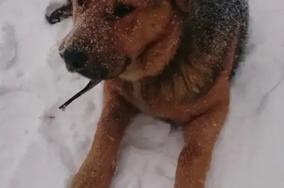 Собака без ошейника на Бульваре Яна Райниса, Москва