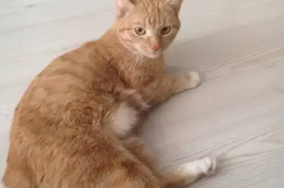 Найдена рыжая кошка в Обнинске на ул. Гурьянова, 17
